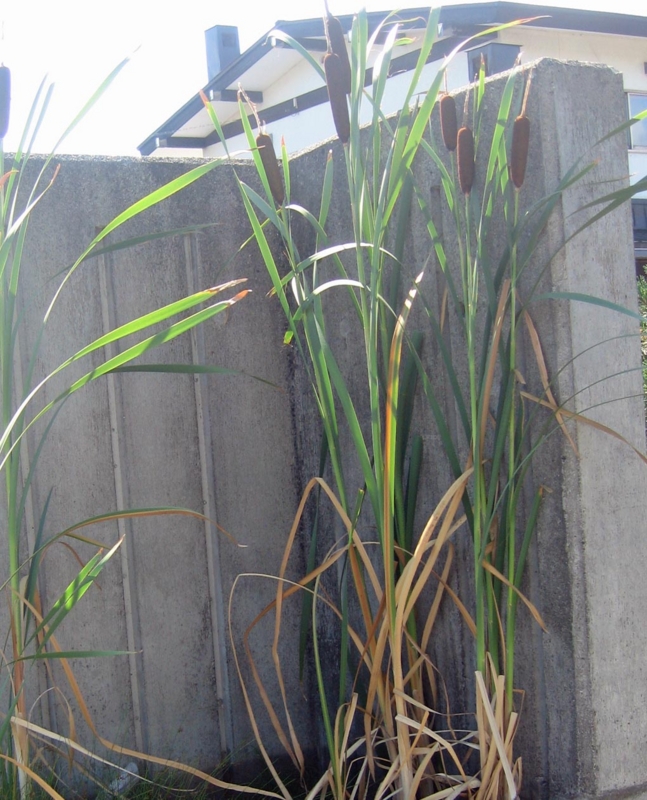 f:id:atarou:20120805061630j:image