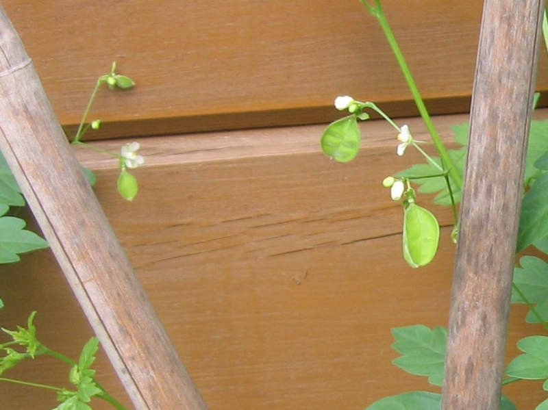 f:id:atarou:20120805061632j:image