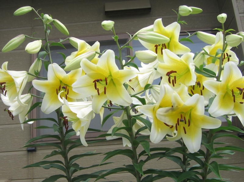 f:id:atarou:20120805062449j:image