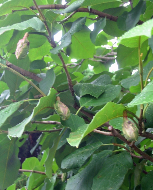 f:id:atarou:20120806051154j:image