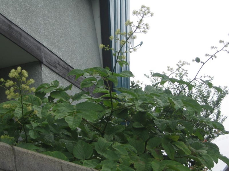 f:id:atarou:20120806051157j:image