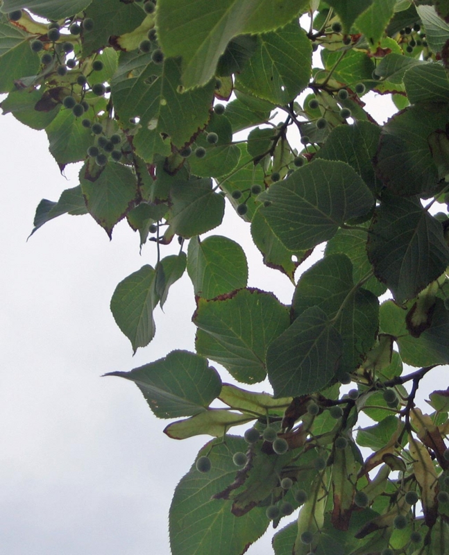 f:id:atarou:20120806052023j:image