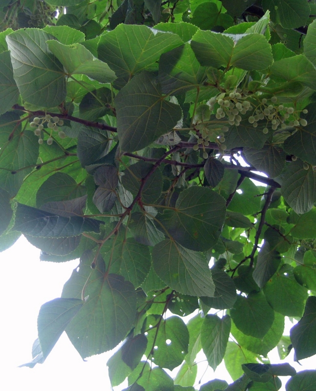 f:id:atarou:20120806052132j:image