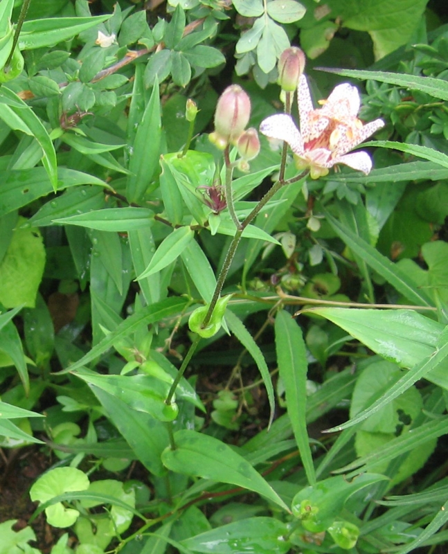 f:id:atarou:20120806181629j:image
