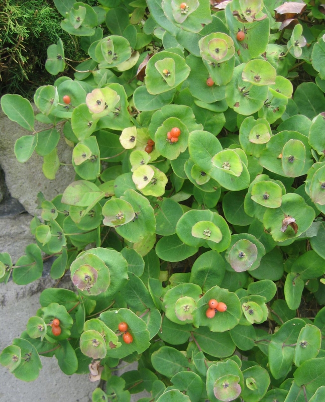 f:id:atarou:20120807055600j:image