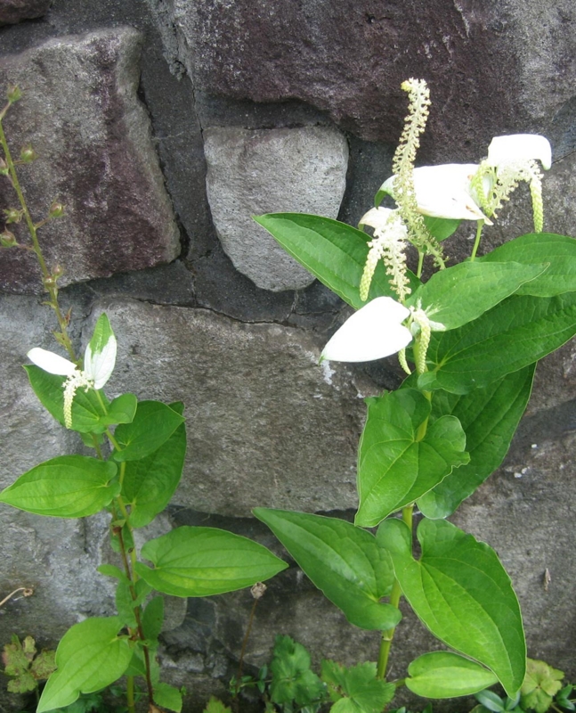 f:id:atarou:20120807055604j:image