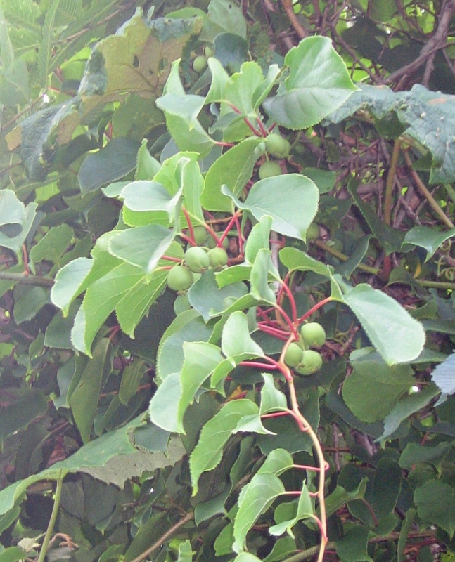 f:id:atarou:20120807060455j:image