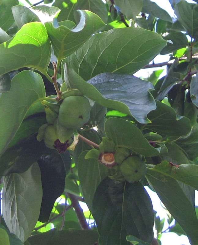 f:id:atarou:20120807061547j:image