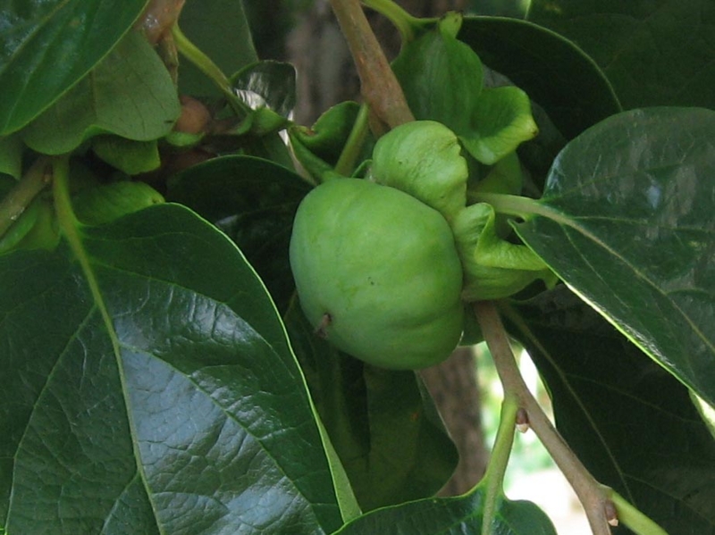 f:id:atarou:20120807062006j:image