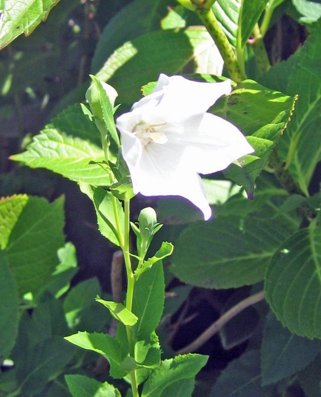 f:id:atarou:20120809053755j:image