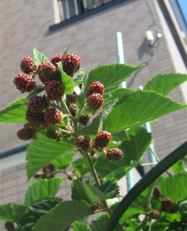 f:id:atarou:20120809055632j:image