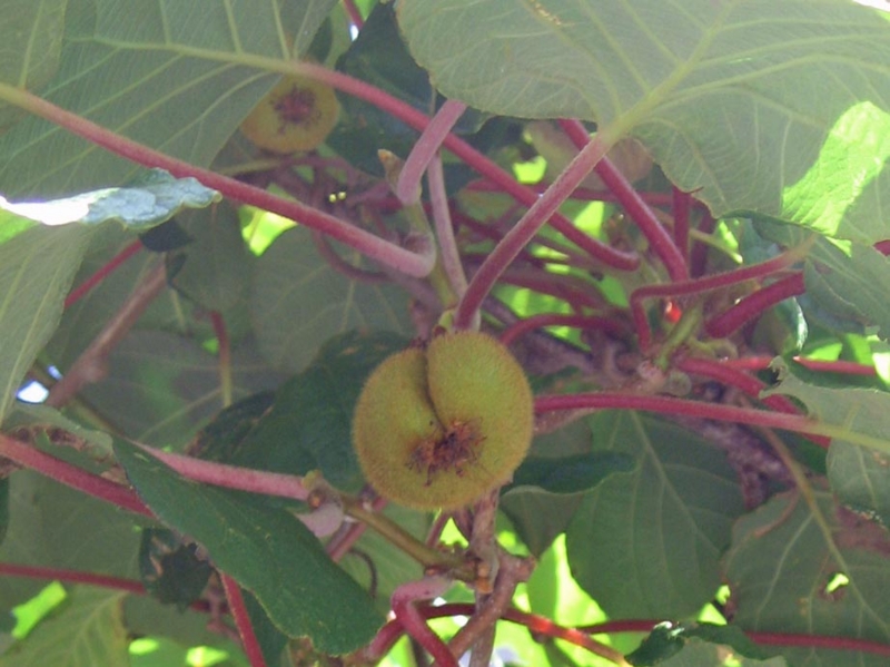 f:id:atarou:20120809055634j:image