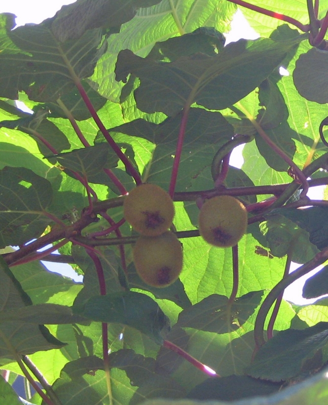 f:id:atarou:20120809055635j:image