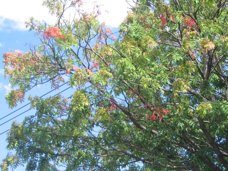 f:id:atarou:20120809061551j:image