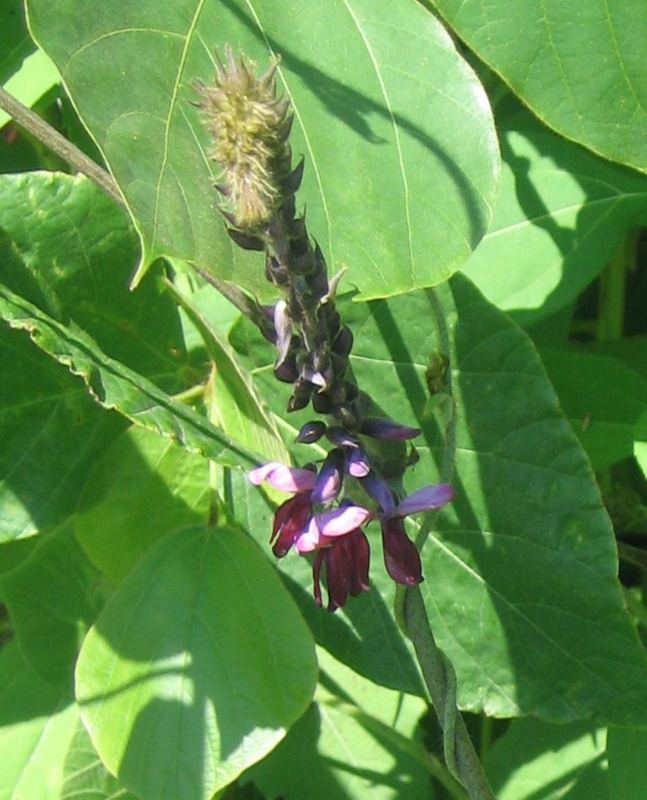 f:id:atarou:20120809165826j:image