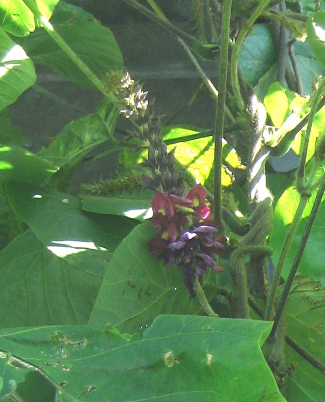 f:id:atarou:20120810060210j:image