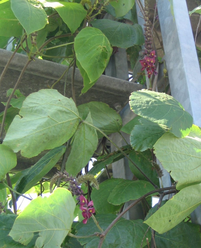 f:id:atarou:20120810060212j:image