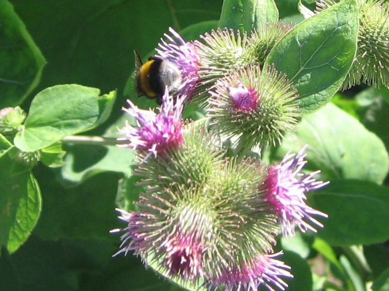 f:id:atarou:20120810062039j:image