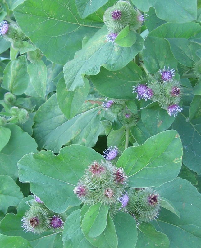 f:id:atarou:20120810062041j:image