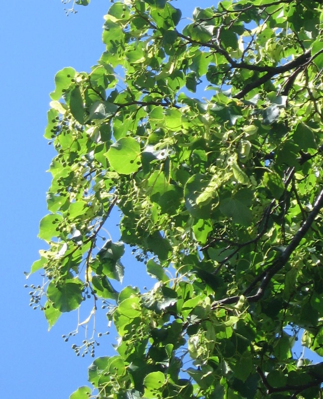 f:id:atarou:20120810062043j:image
