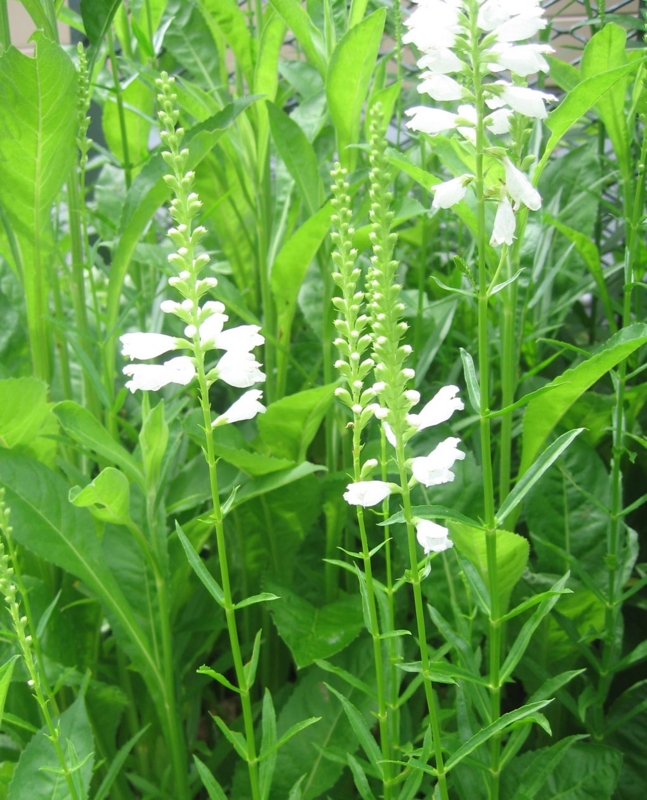 f:id:atarou:20120810180100j:image