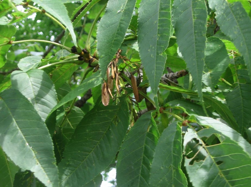 f:id:atarou:20120810180959j:image