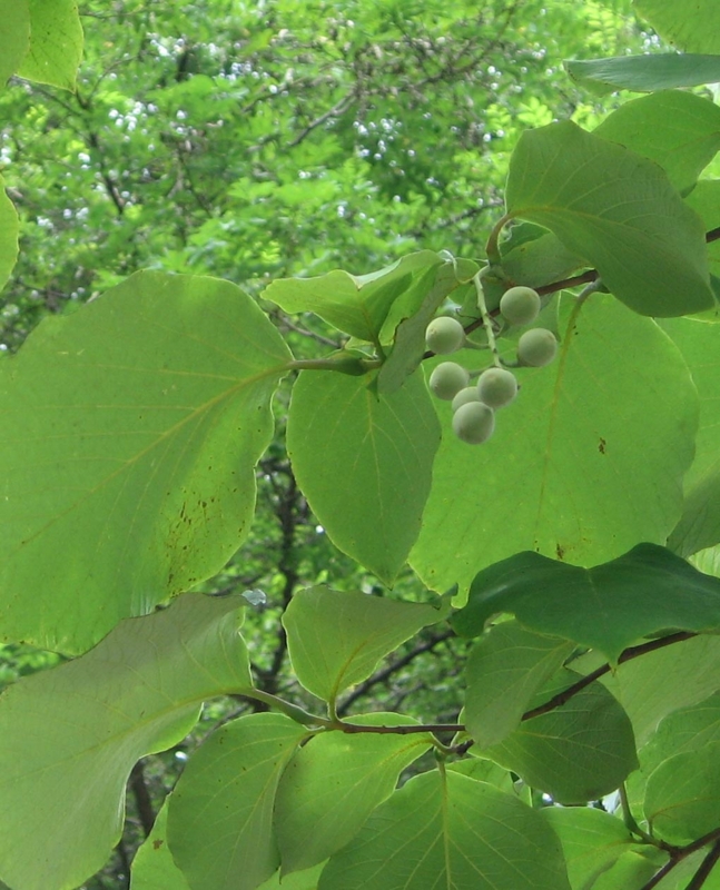 f:id:atarou:20120811051655j:image