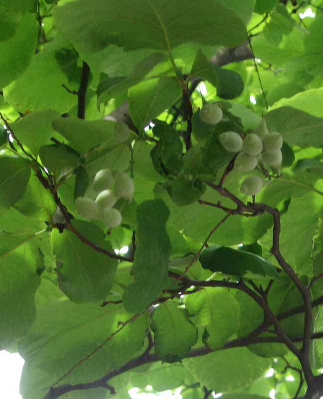 f:id:atarou:20120811051657j:image