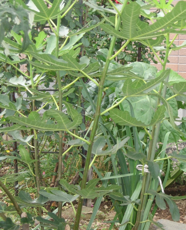 f:id:atarou:20120812071422j:image