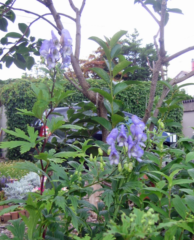 f:id:atarou:20120812071424j:image