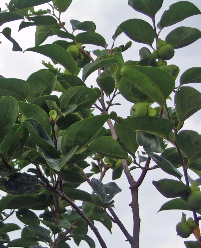 f:id:atarou:20120812071427j:image