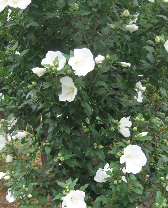f:id:atarou:20120812190826j:image