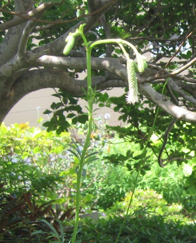f:id:atarou:20120812191805j:image