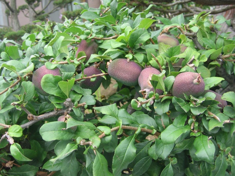 f:id:atarou:20120813065741j:image