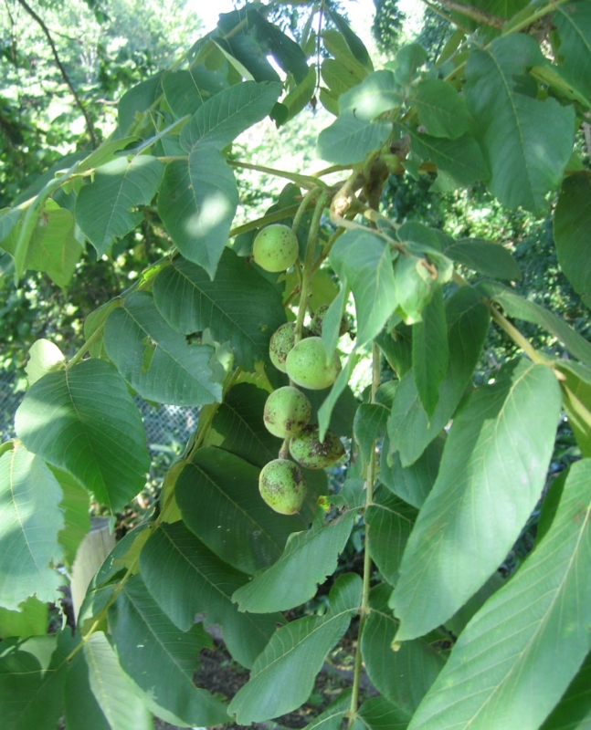 f:id:atarou:20120815065442j:image