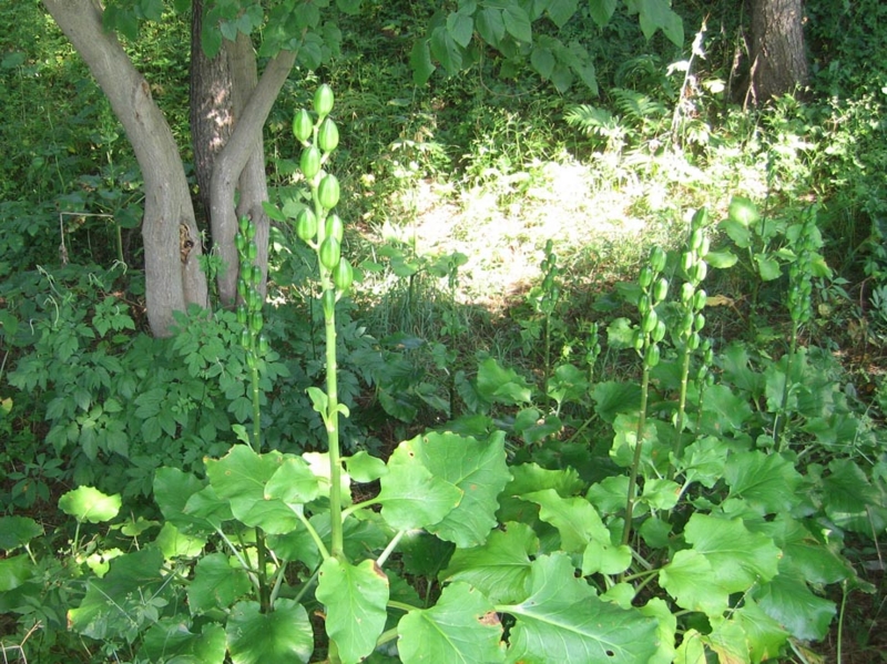f:id:atarou:20120815065716j:image