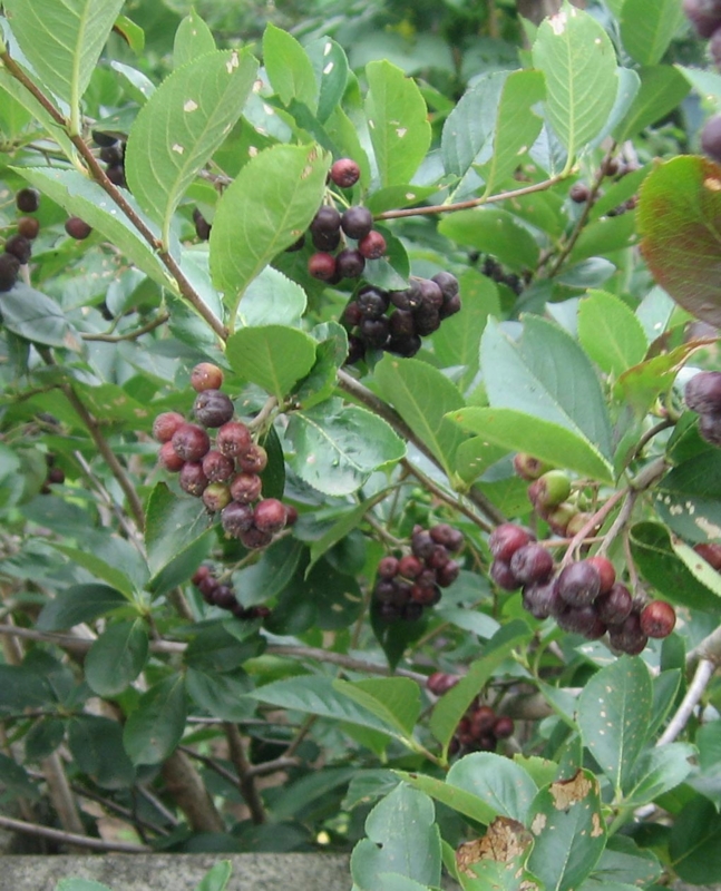 f:id:atarou:20120816054926j:image