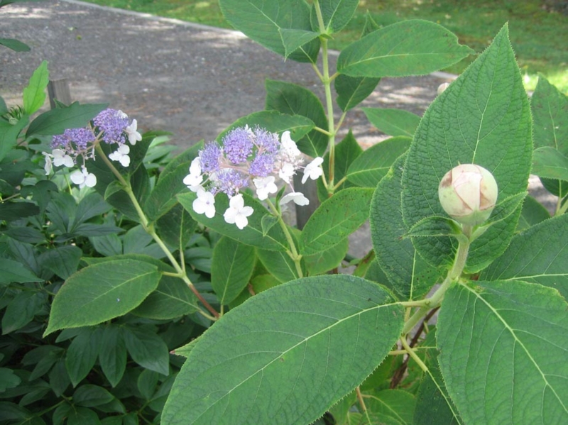 f:id:atarou:20120816062853j:image