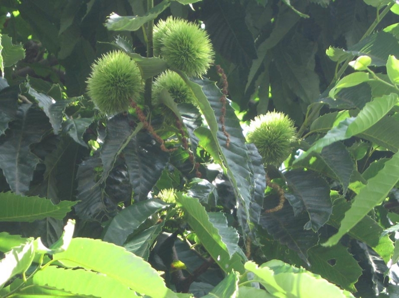f:id:atarou:20120816062854j:image