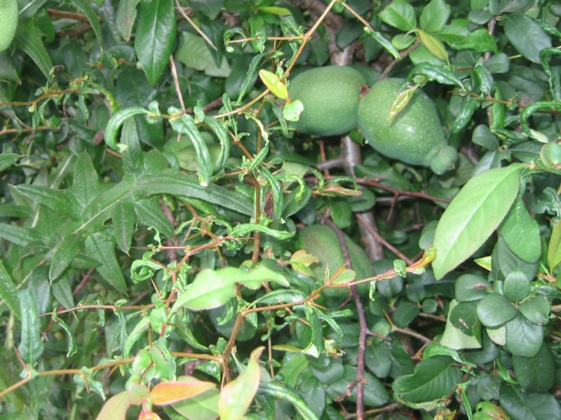 f:id:atarou:20120816064146j:image