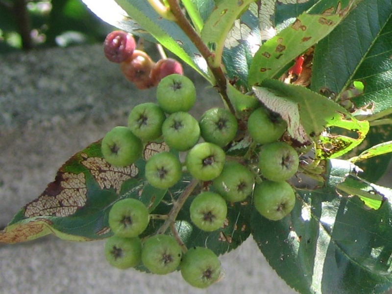 f:id:atarou:20120816065011j:image