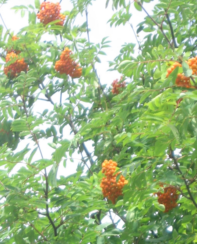 f:id:atarou:20120819052237j:image