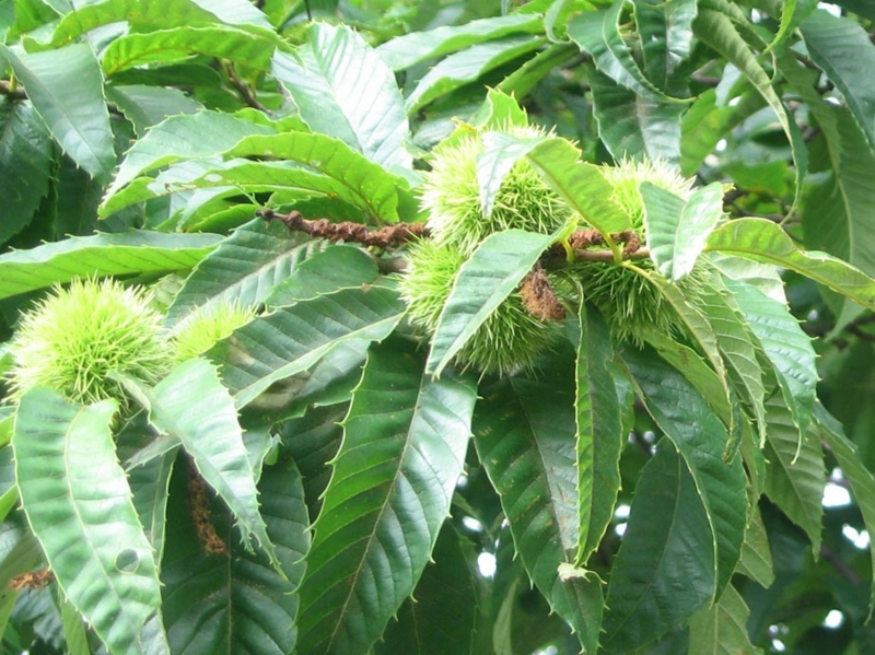 f:id:atarou:20120819060116j:image