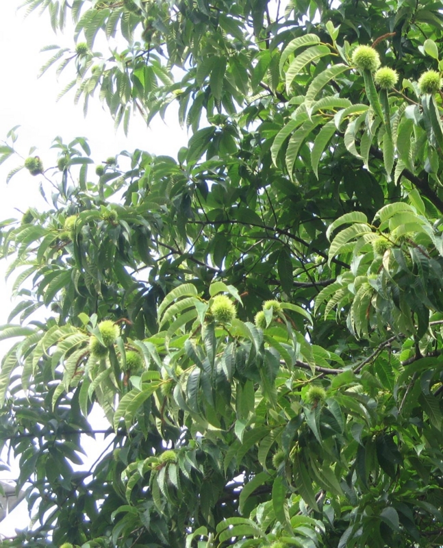 f:id:atarou:20120819060117j:image