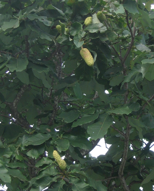 f:id:atarou:20120819061027j:image