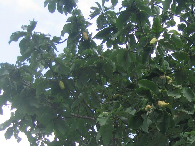 f:id:atarou:20120819061029j:image