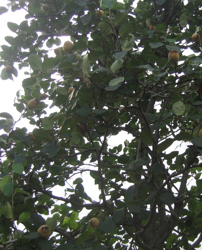 f:id:atarou:20120819061030j:image