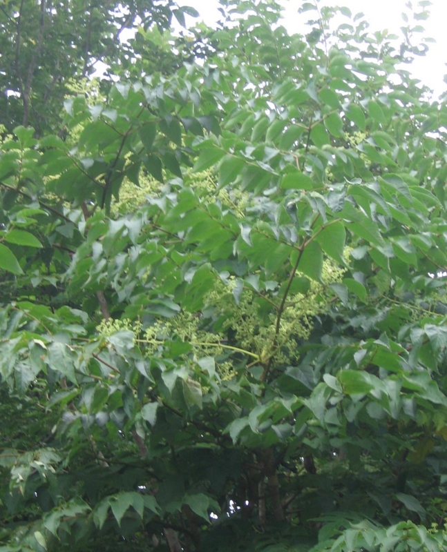 f:id:atarou:20120819062053j:image