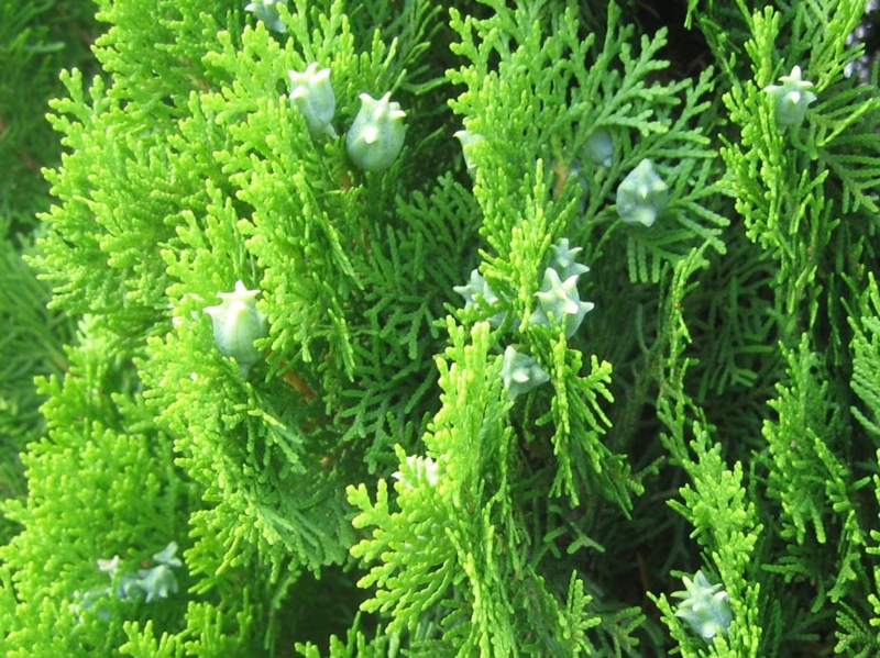 f:id:atarou:20120819062321j:image