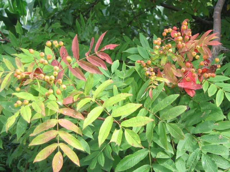 f:id:atarou:20120820060223j:image